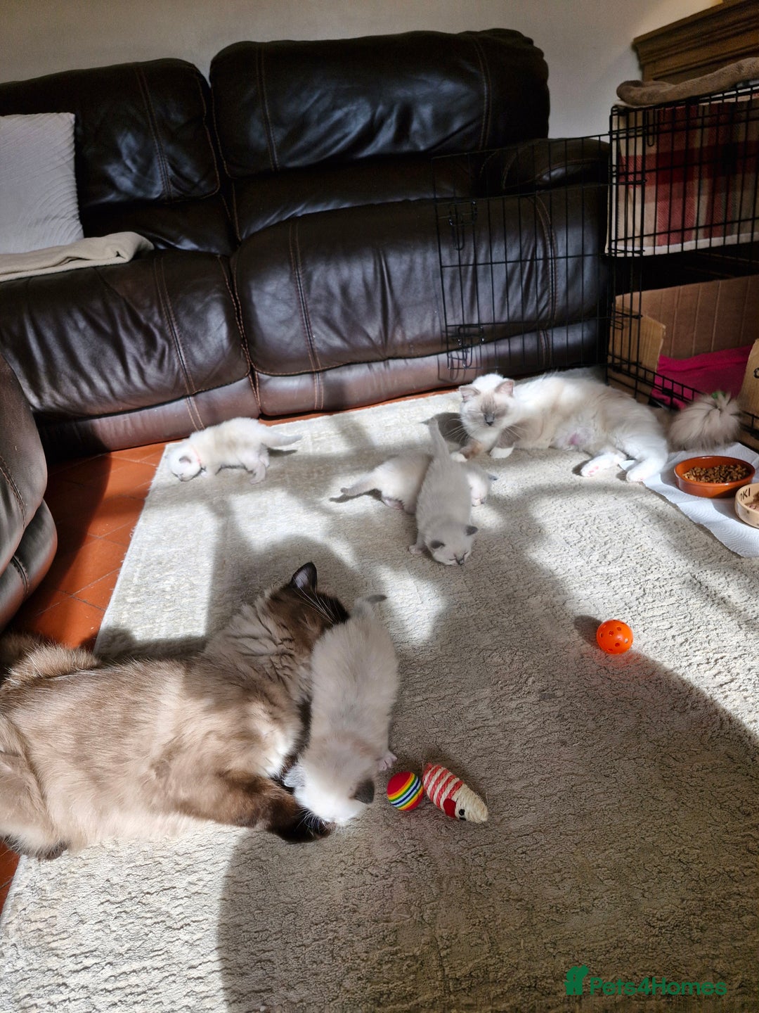 Ragdoll cats for sale: Ragdoll Kittens Available  - Image 24