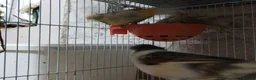 Canaries birds for sale: Canary's, green finch, silver, jarva sparrows  - Advert 8