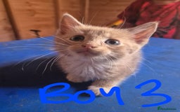 Mixed Breed cats for sale: 5 ginger kittens looking for new home  - Image 7