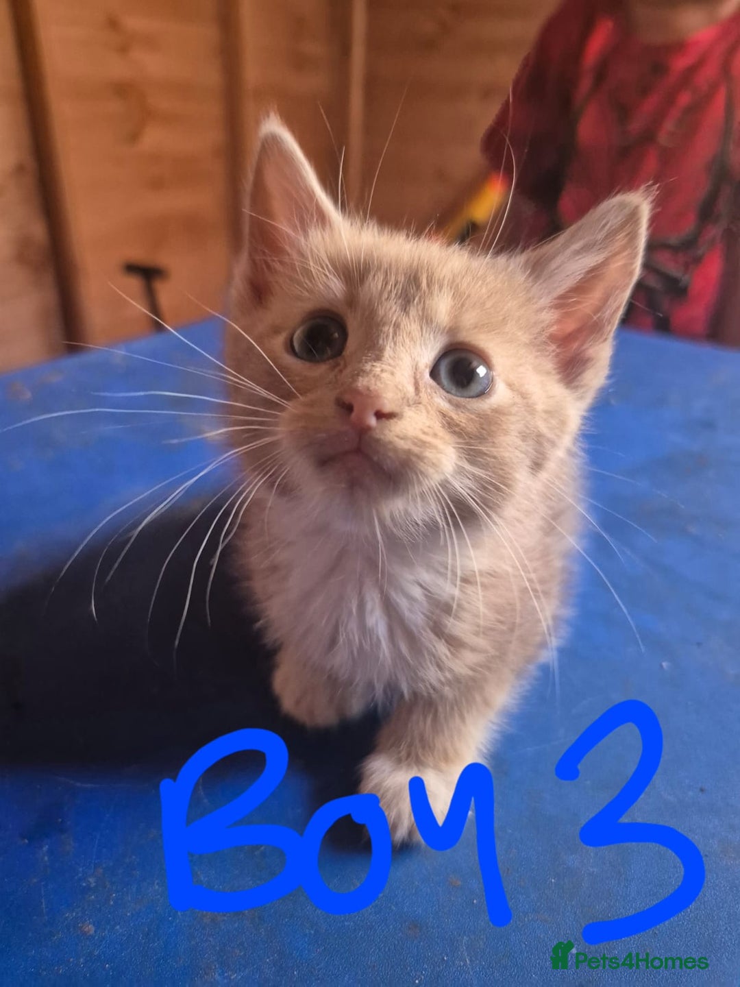 Mixed Breed cats for sale: 5 ginger kittens looking for new home  - Image 7