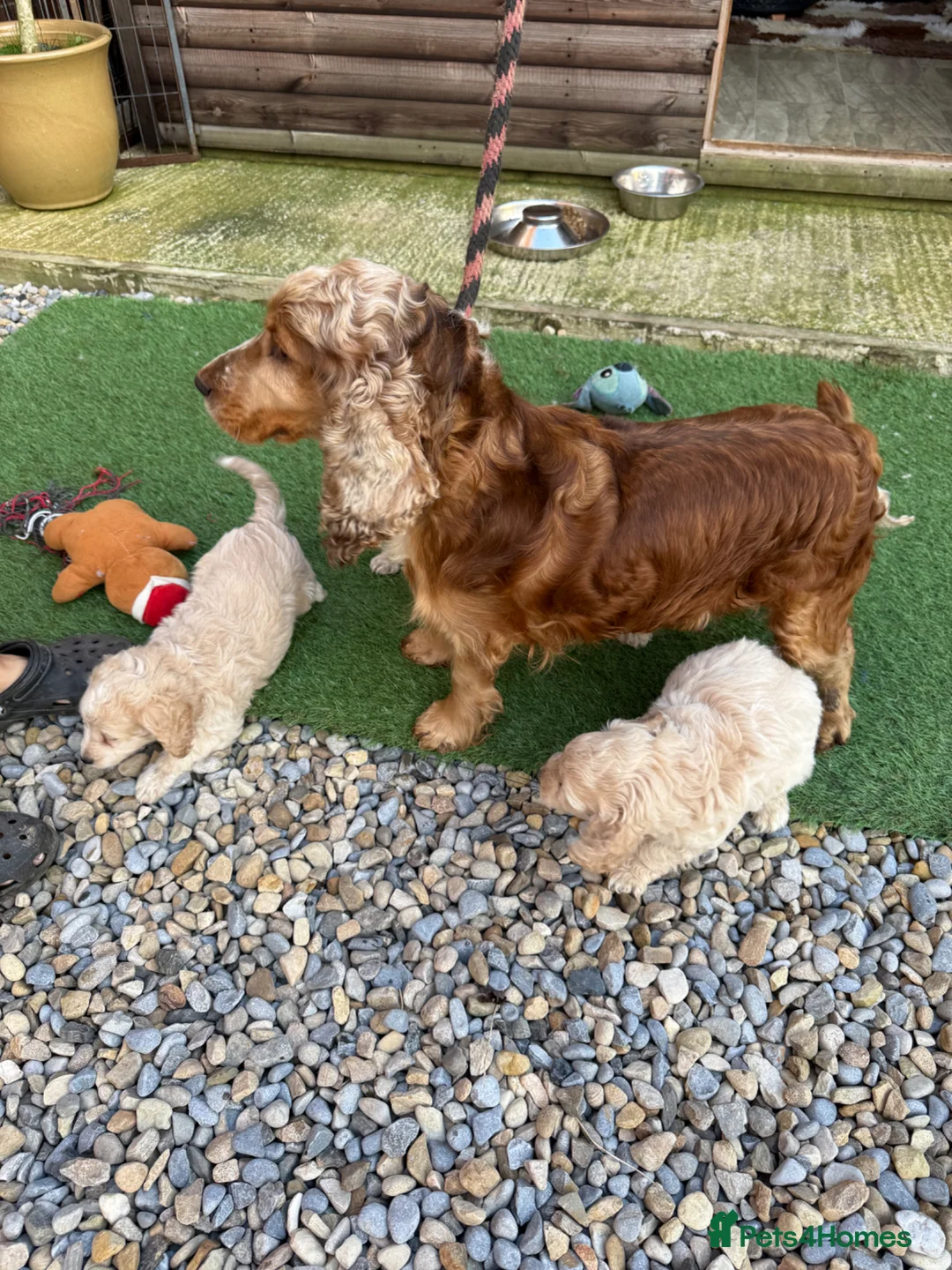 Cockapoo dogs for sale: F1 Cockerpoo puppies - Advert 12