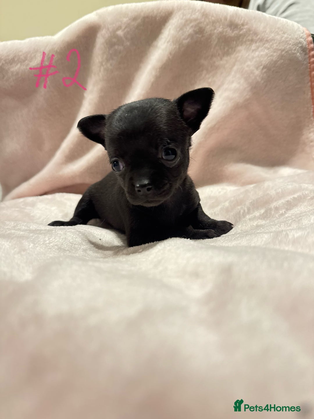 Chihuahua dogs for sale: KC Reg short-hair Chihuahua apple-headed puppies - Advert 29