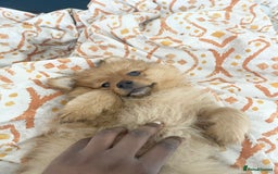 Pomeranian dogs for stud: Toronto  - Image 5