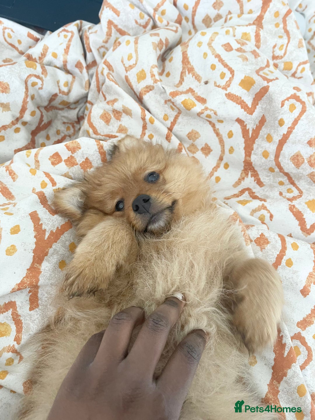Pomeranian dogs for stud: Toronto  - Image 5
