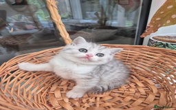 Scottish Fold cats for sale: Scottish Fold /straight  - Image 6