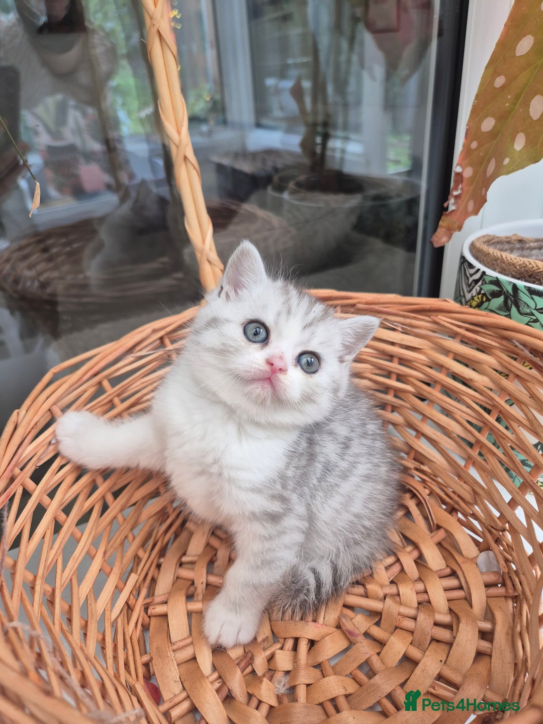 Scottish Fold cats for sale: Scottish Fold /straight  - Image 6