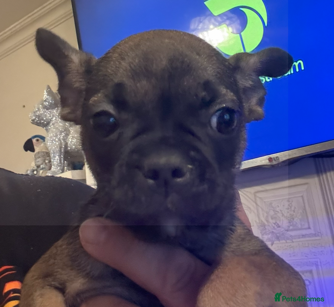 French Bulldog dogs for sale: french bulldogs for sale - Image 6