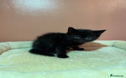 Ragdoll cats for sale: Ragdoll x British shorthair  - Advert 4