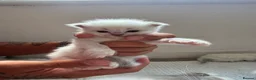 Ragdoll cats for sale: 8 beautiful ragdolls for sale in Ware - Advert 4