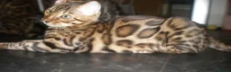 Bengal cats for sale: 5 Beautiful Bengal Kittens Ready Now  - Advert 17