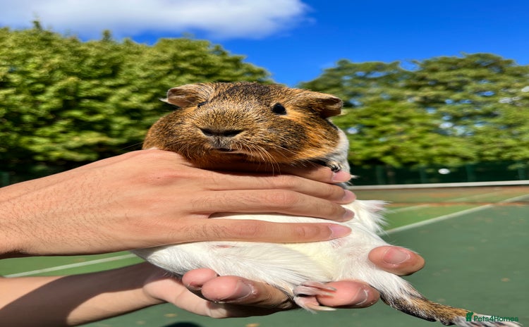 Guinea Pig rodents - Advert 1