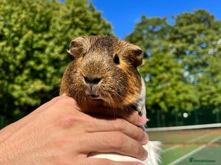 Guinea Pig rodents - Advert 2