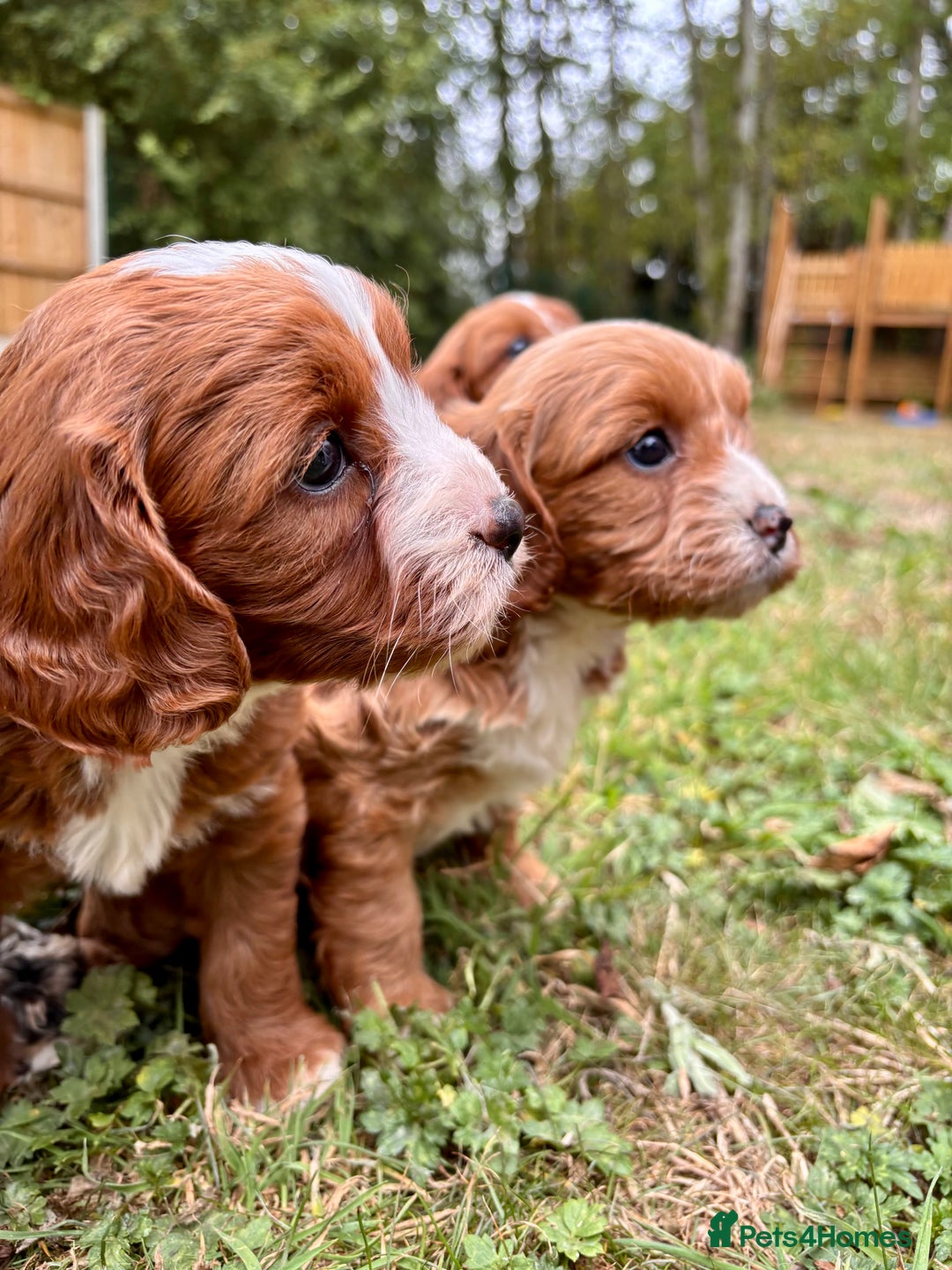 Cavapoo dogs for sale: Stunning cavapoo pups *ready to leave 29th august* - Image 15