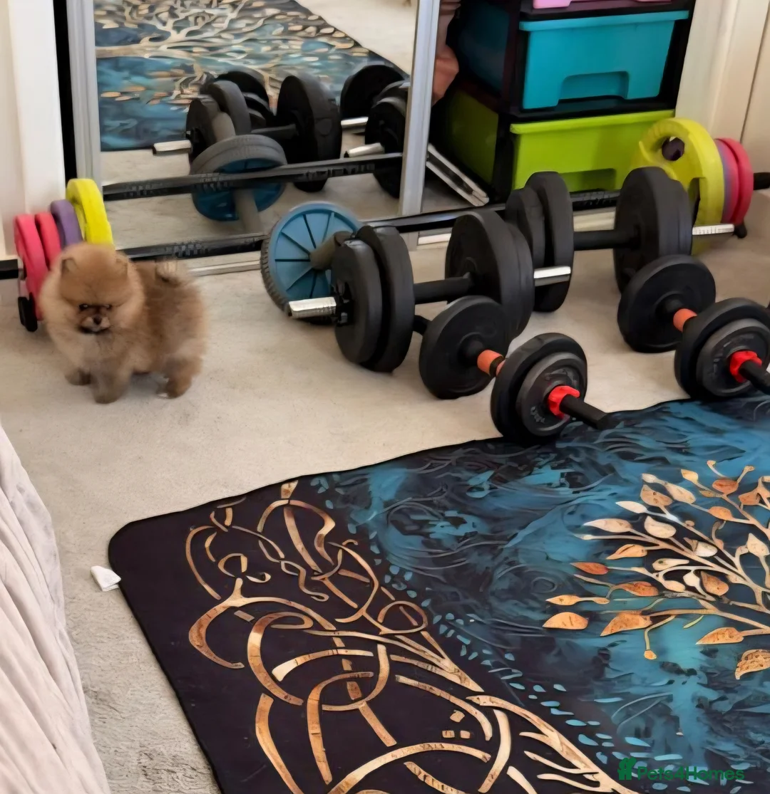 Pomeranian dogs for sale: Outstanding boy with 40+ champions 🏆 in lines!  in Burgess Hill - Advert 1