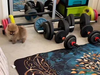 Pomeranian dogs Outstanding boy with 40+ champions 🏆 in lines! - Advert 5