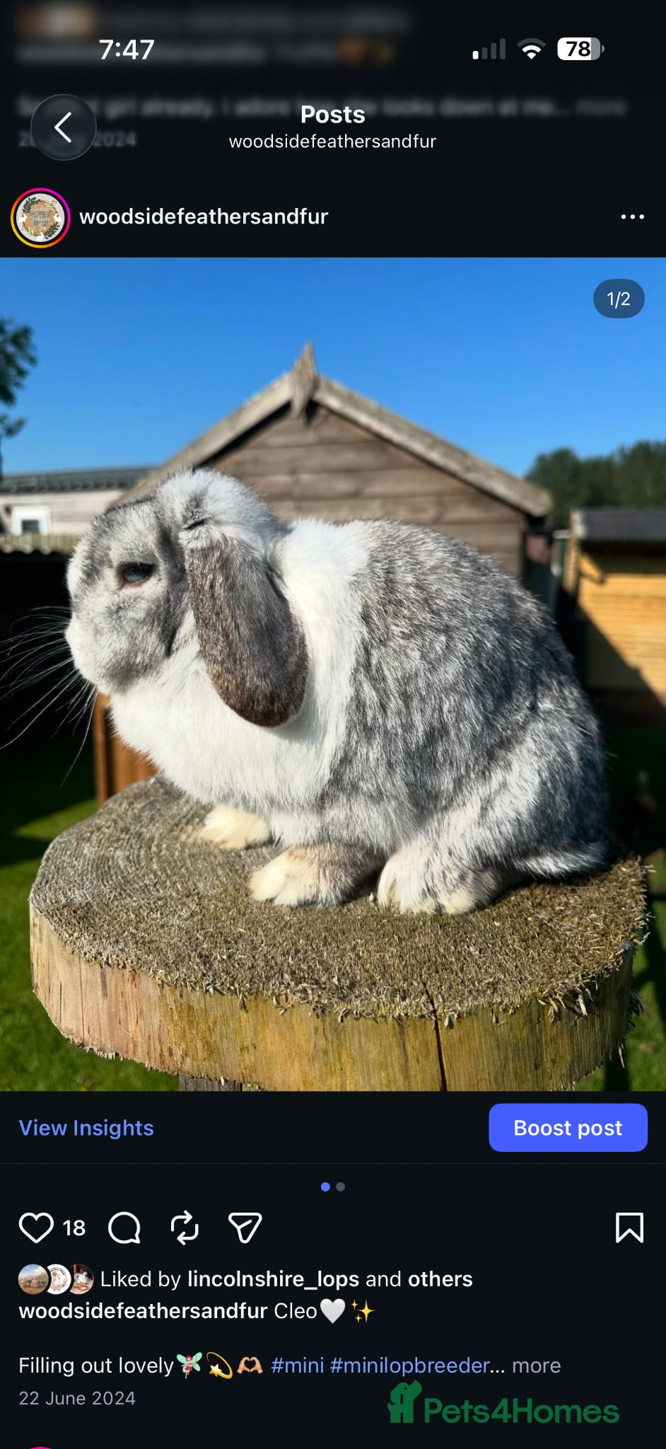 Mini Lop rabbits for sale: Mini lops looking for new homes  - Advert 4