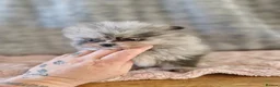 Pomeranian dogs for sale: Super Unique & Rare Pomeranian Girls 🩷🐾✨ - Advert 10