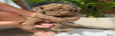 Cockapoo 4