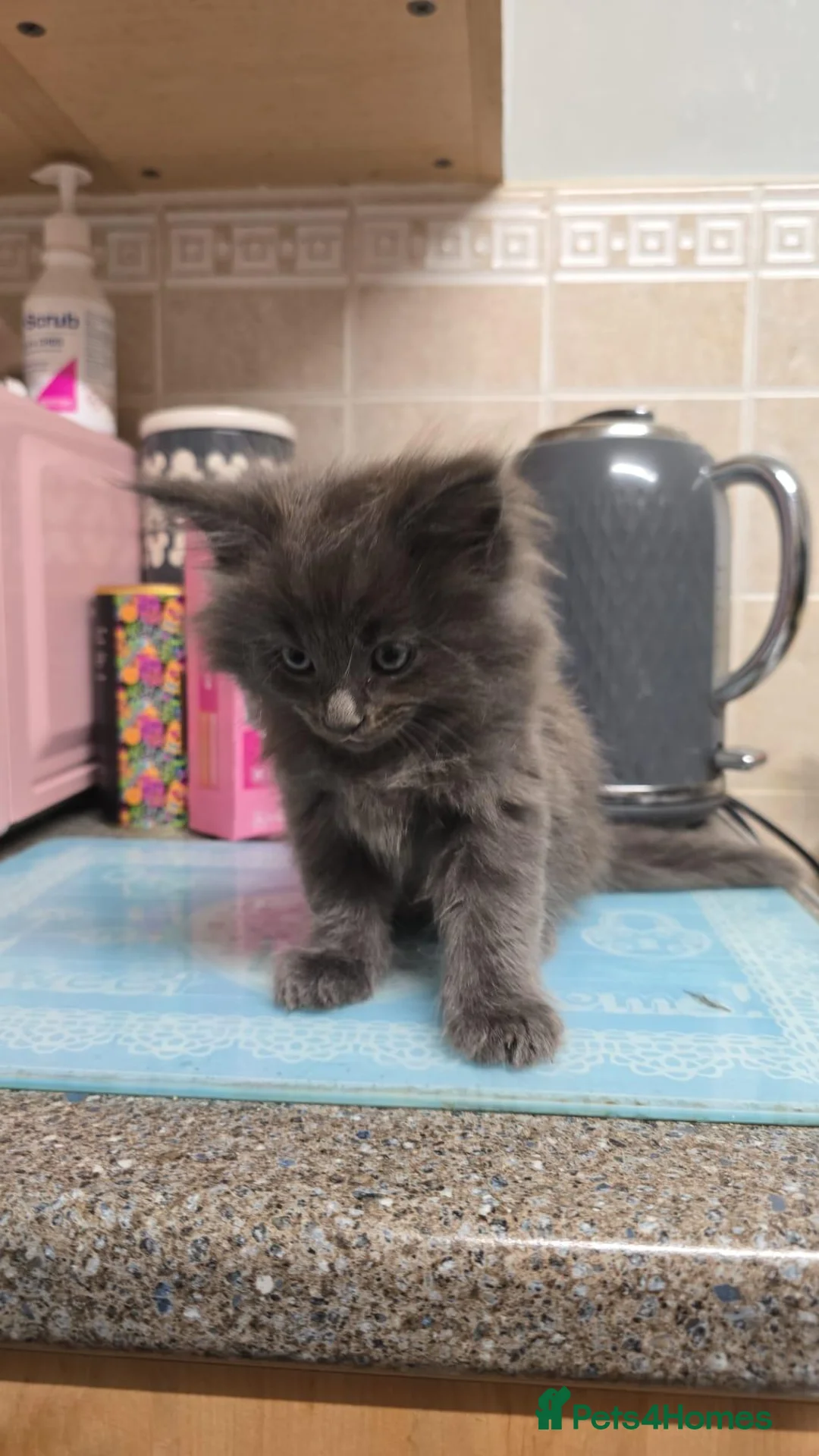 Maine Coon cats for sale: Beautiful grey fluffy mainecoons  - Advert 6