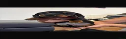 Miniature Dachshund dogs for sale: Miniature Dashounds  - Advert 5