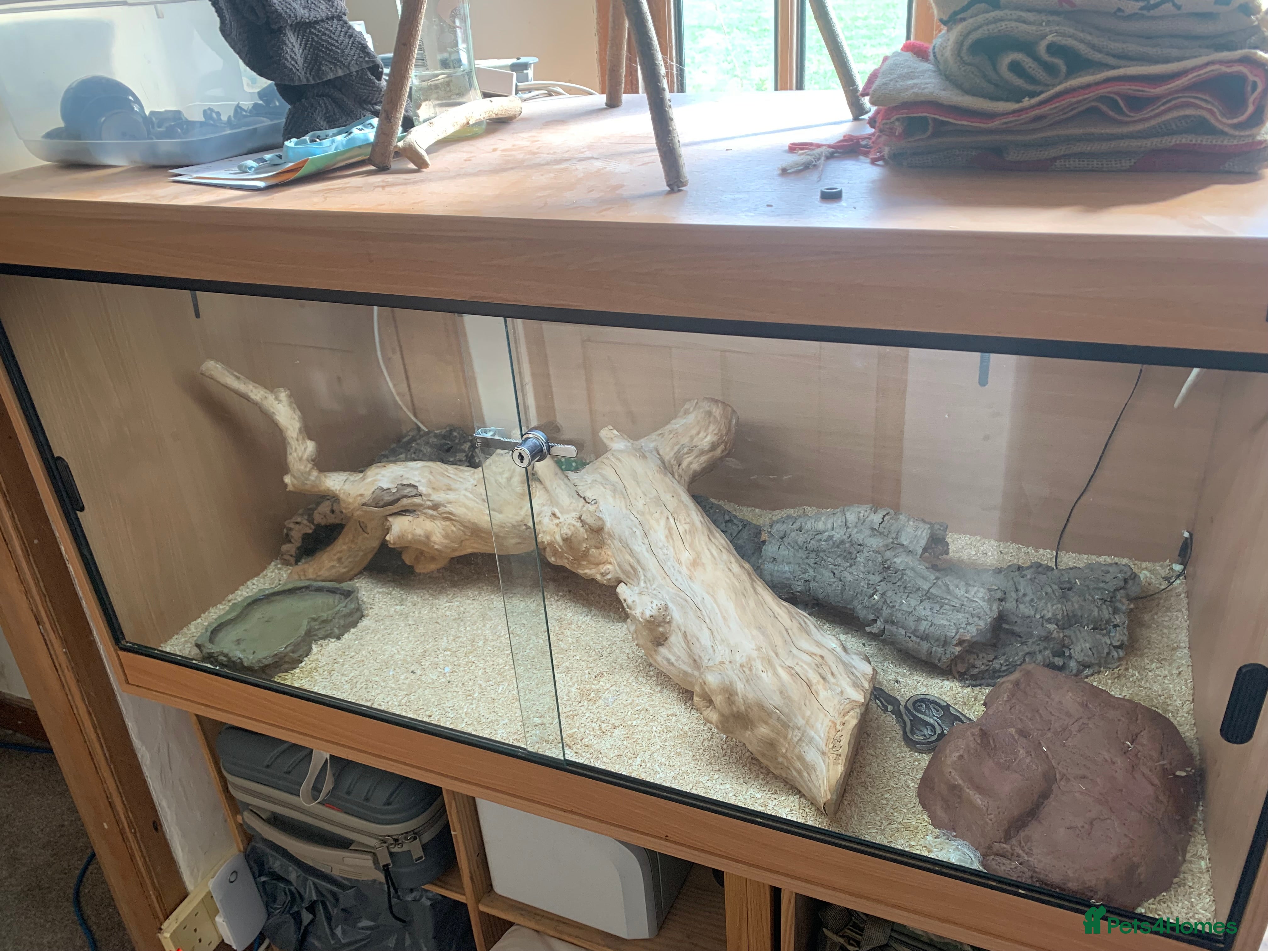 Python Snake reptiles Royal python full vivarium set up - Advert 20