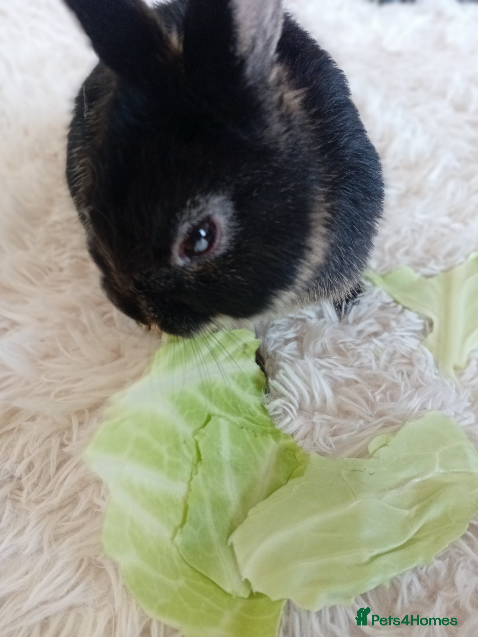 Netherland Dwarf rabbits for sale: Pet rabbit for sale in Portsmouth - Advert 2