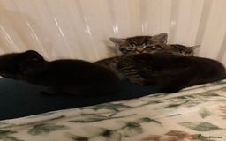 British Shorthair cats for sale: 4 lovely little kittens  - Advert 1