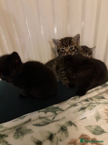 British Shorthair cats 4 lovely little kittens - Advert 1