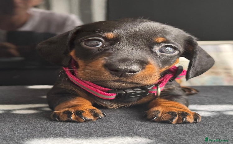 Miniature Dachshund dogs - Advert 16
