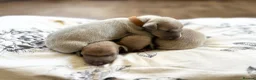 Italian Greyhound dogs for sale: Health tested KC reg Italian Greyhound Puppies  - Advert 8