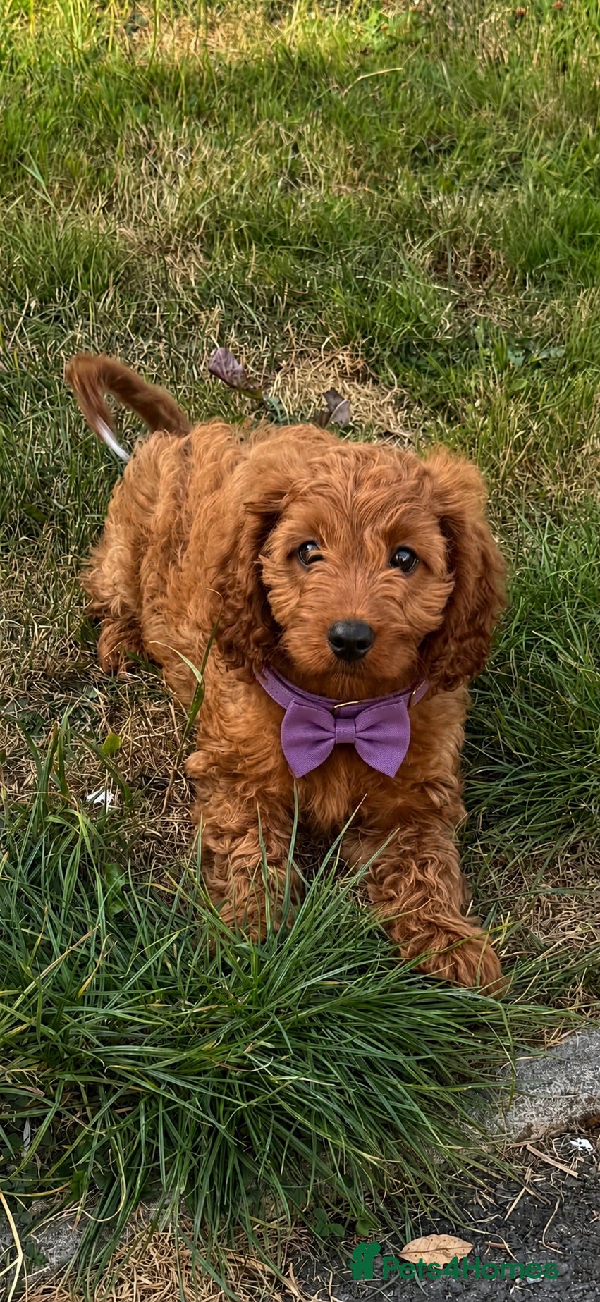 Cavapoo dogs DNA tested F1 Cavapoo puppies - Advert 2