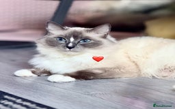 Ragdoll cats for sale: Beautiful Ragdoll cats  - Image 9