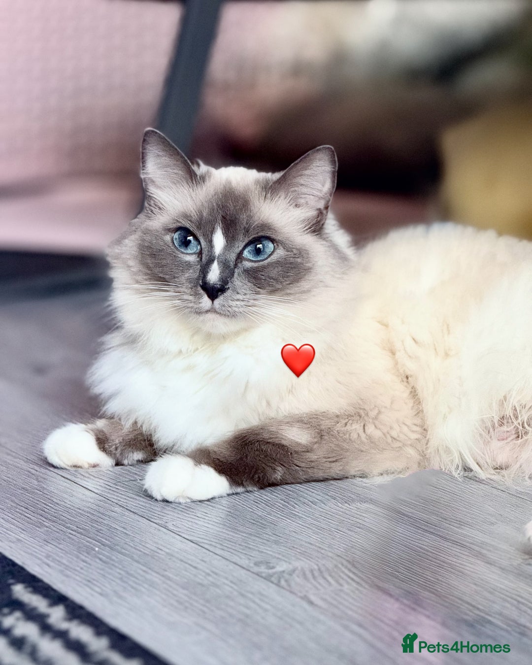 Ragdoll cats for sale: Beautiful Ragdoll cats  - Image 9