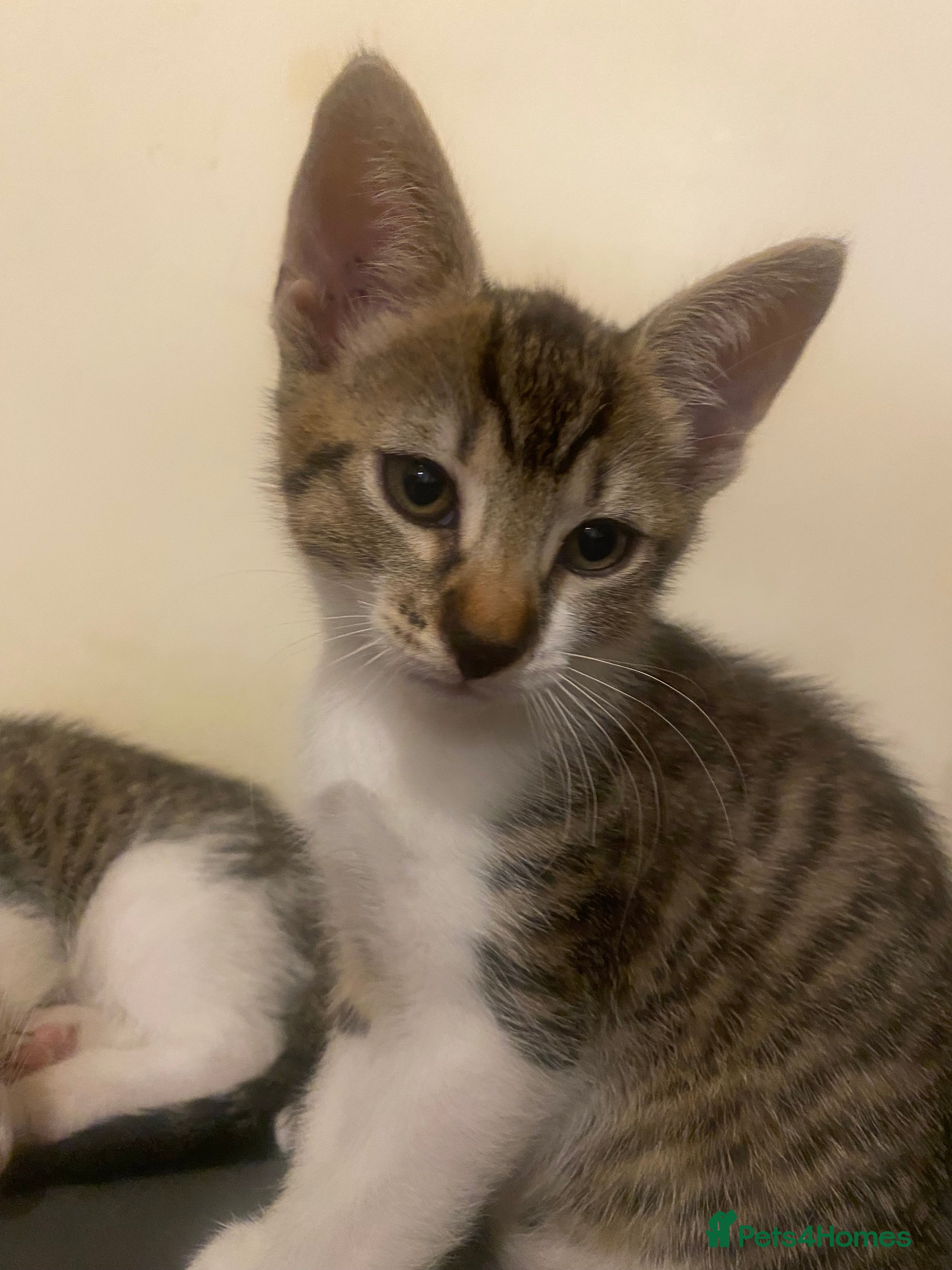 Mixed Breed cats Kittens mixed breed 2 ❤️ - Advert 13