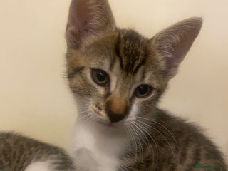 Mixed Breed cats Kittens mixed breed 2 ❤️ - Advert 15