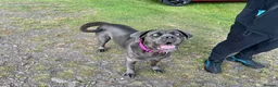 Cane Corso dogs for sale: Cane Corso puppies - Advert 1