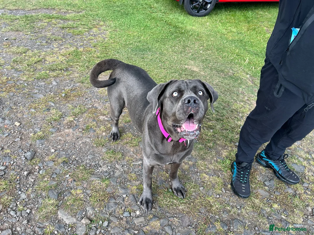 Cane Corso dogs for sale: Cane Corso puppies - Advert 1