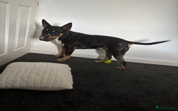 English Bull Terrier dogs for sale: Having to rehome my beloved ebt - Image 4
