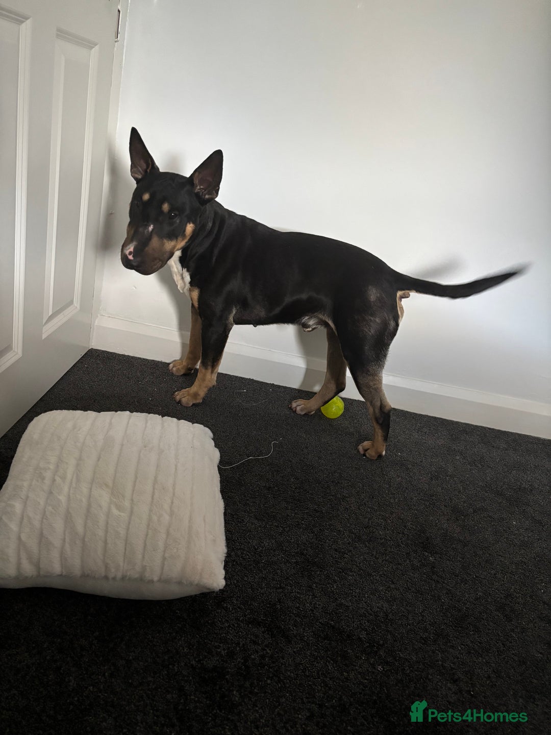 English Bull Terrier dogs for sale: Having to rehome my beloved ebt - Image 4