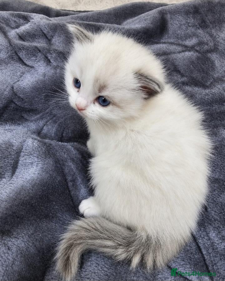 Ragdoll cats 🏆🥇Champion Bloodline🧸😻Ragdolls💖 - Advert 2