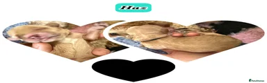 Haz black
