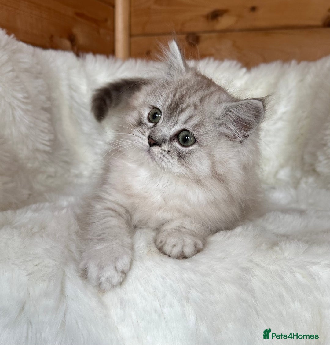 RagaMuffin cats for sale: AUTHENTIC RAGAMUFFIN KITTENS  - Advert 8