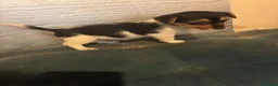 Jack Russell dogs for sale: 3 loving jack russel puppies for sale in Doncaster - Advert 10