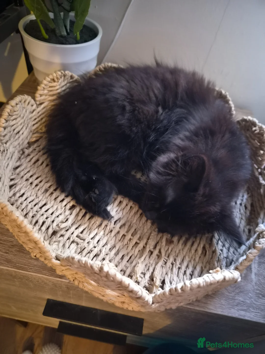 Mixed Breed cats for sale: Luna 14 week old kitten in Yeovil - Advert 2