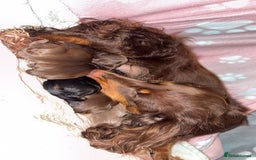 Dachshund dogs for sale: Long haired dachshund  - Image 16