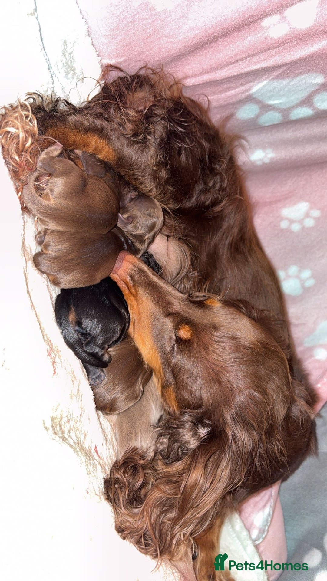 Dachshund dogs for sale: Long haired dachshund  - Image 16