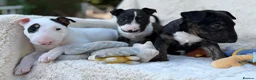 English Bull Terrier dogs for sale: Champion Bloodline English Bull Terrier Puppies - Advert 31