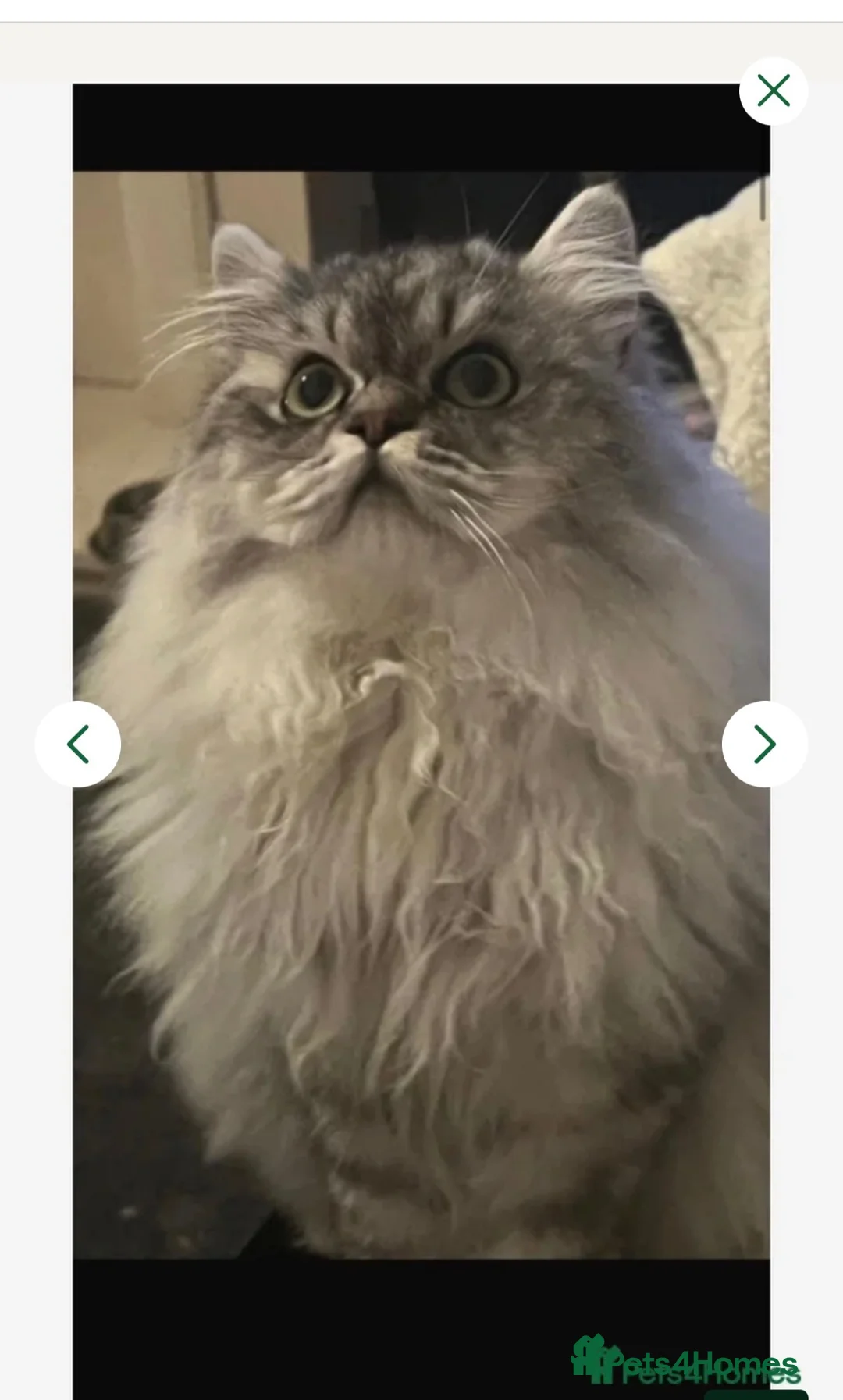 Persian cats for sale: Adorable blue Persian girl ready now  - Advert 2