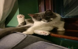 Mixed Breed cats for sale: Flimflam & Bojo - Image 7