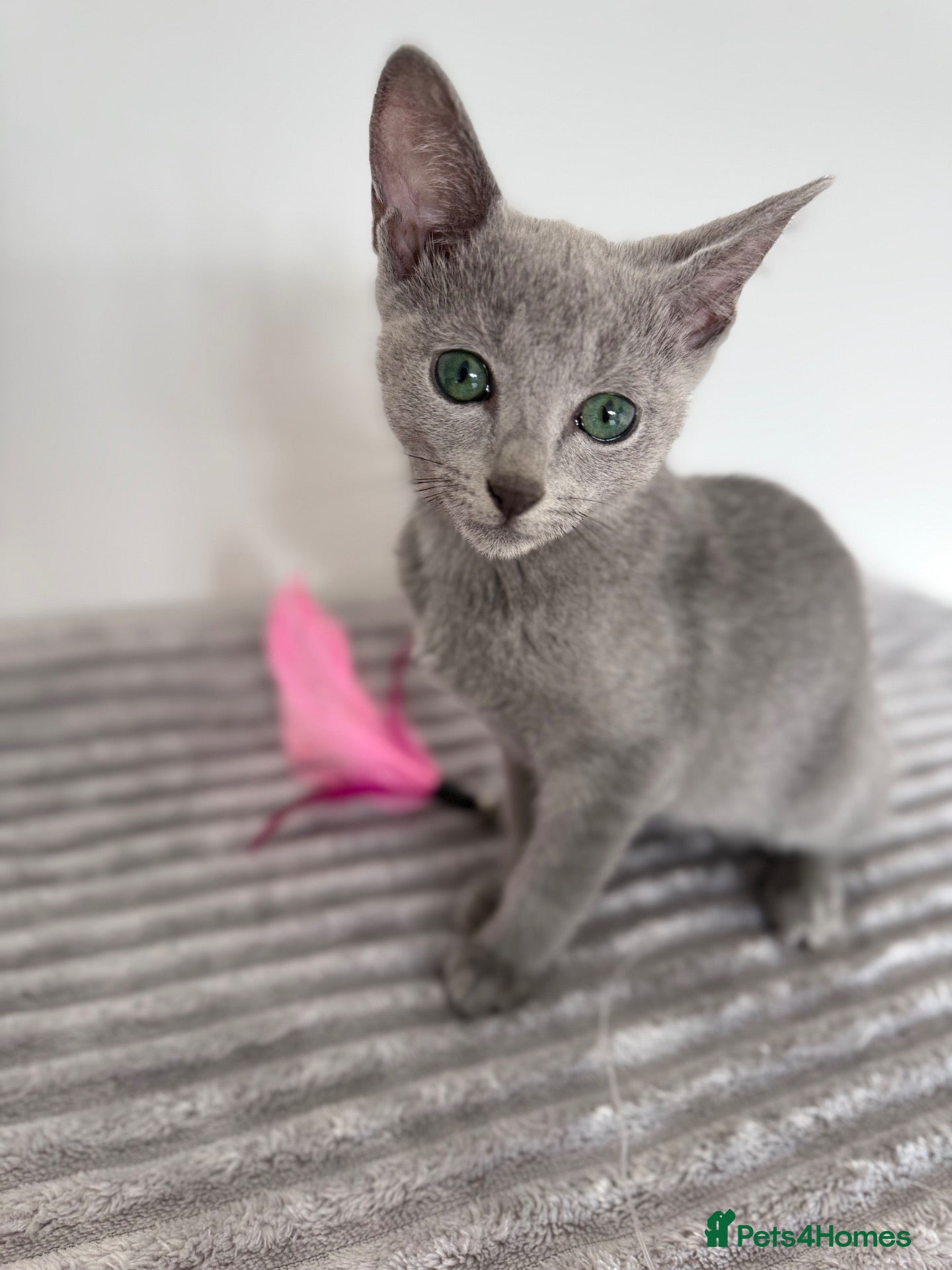 Russian Blue cats TICA Registered Russian Blue Kittens - Advert 7
